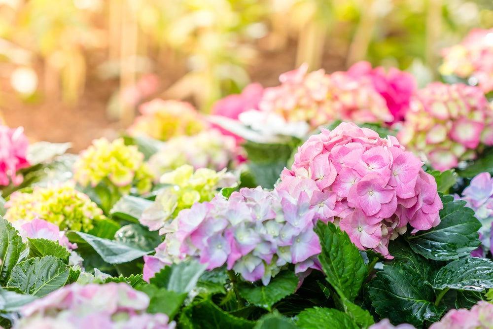 Your Quick Guide to Pruning Hydrangeas - Ritchie Feed & Seed Inc.